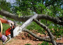 Best Hedge Trimming  in Tornillo, TX